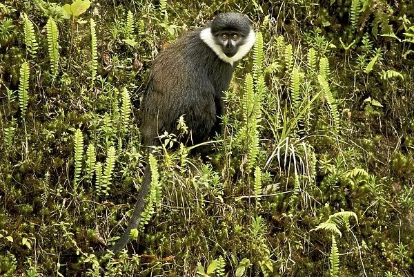 L'Hoest's Monkey - Nyungwe - Rwanda - Africa
