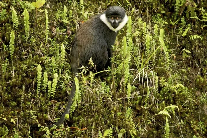 Framed Print : L'Hoest's Monkey - Nyungwe - Rwanda - Africa Framed Print : L'Hoest's Monkey - Nyungwe - Rwanda - Africa