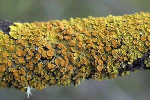 Lichen - on branch, Extremadura, Spain