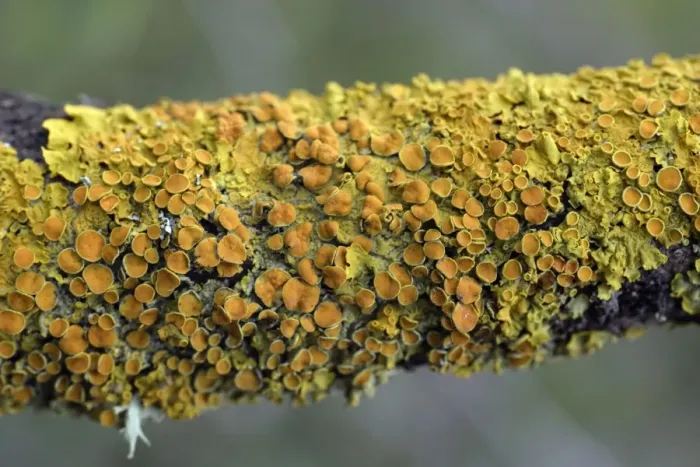 Framed Print : Lichen - on branch, Extremadura, Spain Framed Print : Lichen - on branch, Extremadura, Spain