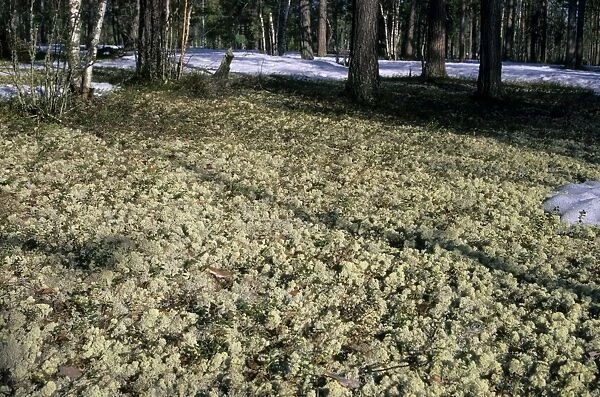 Lichen (Cladonia spp. ) carpeted forest-floor near river Taz, North Tumen region, Northern Siberia, Russia, spring Tz30. 0539
