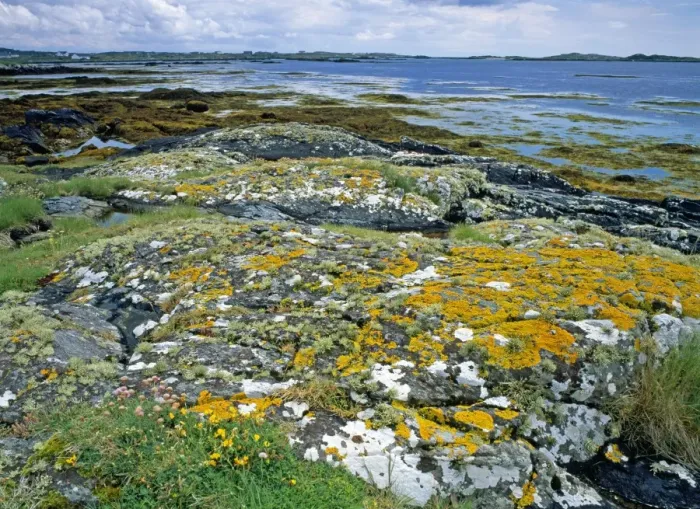 Framed Print : Lichen covered rocks and seashore at Aillebrock, Nr Clifden, Connemara, Eire Framed Print : Lichen covered rocks and seashore at Aillebrock, Nr Clifden, Connemara, Eire