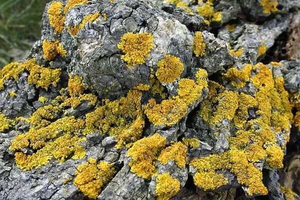Lichen - growing on old tree stem. Northumberland, UK