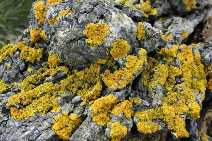 Framed Print : Lichen - growing on old tree stem. Northumberland, UK