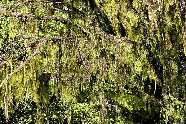 Lichen growing on tree. Bolivar State - Venezuela