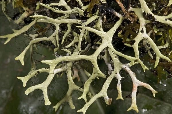 Lichen in high Costa Rican forest