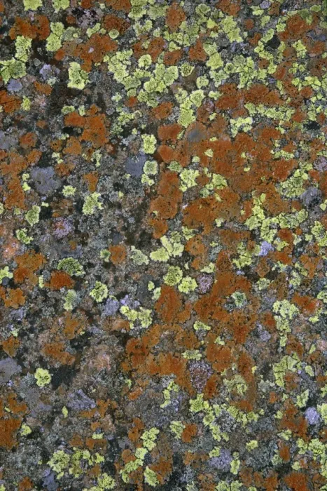 Framed Print : Lichen mosaic on boulder-Cow Green Reservoir Upper Teesdale, Durham UK Framed Print : Lichen mosaic on boulder-Cow Green Reservoir Upper Teesdale, Durham UK