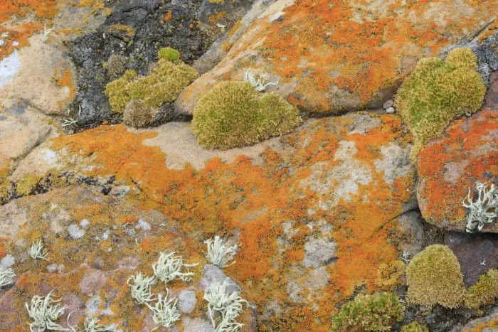 Framed Print : Lichen - New Island - Falkland (Malvinas) Islands Framed Print : Lichen - New Island - Falkland (Malvinas) Islands