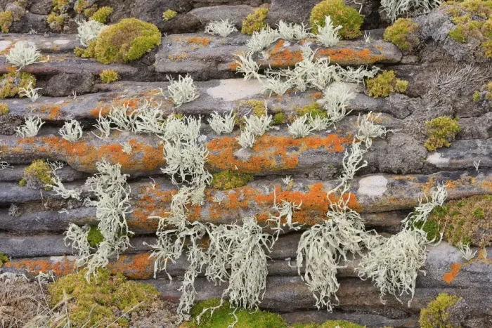 Framed Print : Lichen - New Island - Falkland (Malvinas) Islands Framed Print : Lichen - New Island - Falkland (Malvinas) Islands