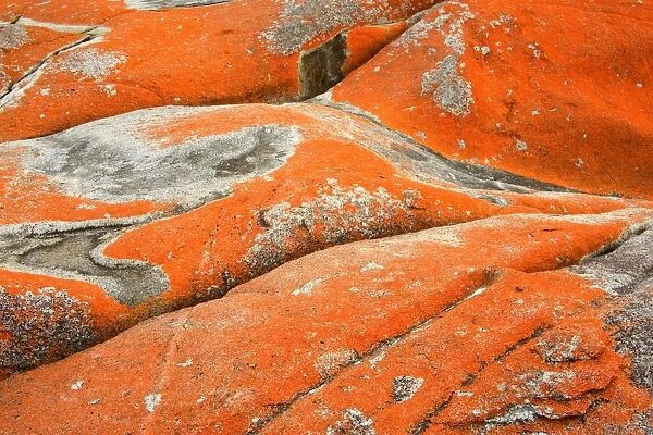 Lichen on rock - brightly orange coloured lichen grow on rocks at Tasmania's eastern coast near St. Helens - Bay of Fires, Tasmania, Australia