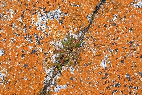 Lichen on rock - a hardy salt plant grows in a crack of a rock, which is covered with brightly orange coloured lichen. At Tasmania's eastern coast near St. Helens - Bay of Fires, Tasmania, Australia