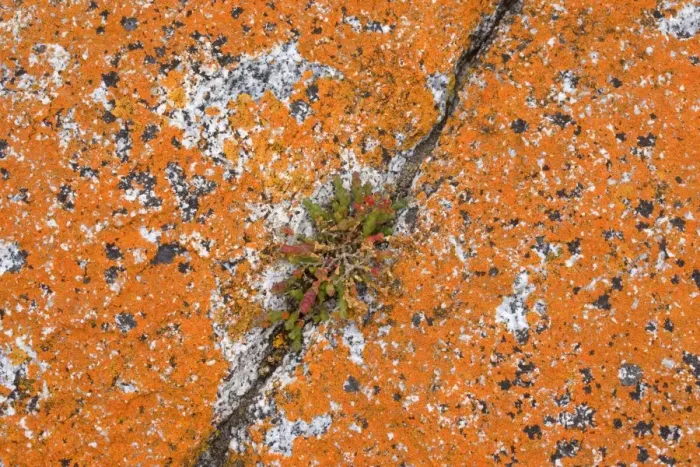 Framed Print : Lichen on rock - a hardy salt plant grows in a crack of a rock, which is covered with brightly orange coloured lichen. At Tasmania's eastern coast near St. Helens - Bay of Fires, Tasmania, Australia Framed Print : Lichen on rock - a hardy salt plant grows in a crack of a rock, which is covered with brightly orange coloured lichen. At Tasmania's eastern coast near St. Helens - Bay of Fires, Tasmania, Australia