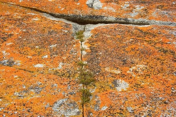 Lichen on rock - hardy salt plants grow in a crack of a rock, which is covered with brightly orange coloured lichen. At Tasmania's eastern coast near St. Helens - Bay of Fires, Tasmania, Australia