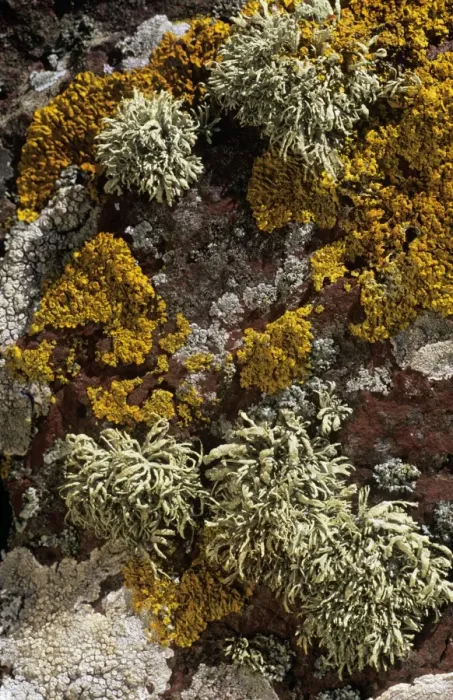 Framed Print : Lichen Sea Ivory Skokholm Island Nature Reserve, Wales Framed Print : Lichen Sea Ivory Skokholm Island Nature Reserve, Wales