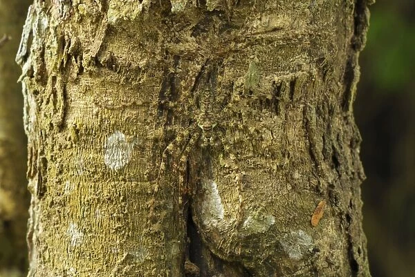 Lichen Spider - camouflaged on bark Erawan Nationalpark, Thailand
