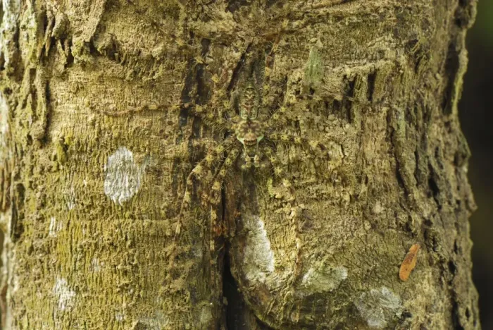 Framed Print : Lichen Spider - camouflaged on bark Erawan Nationalpark, Thailand Framed Print : Lichen Spider - camouflaged on bark Erawan Nationalpark, Thailand