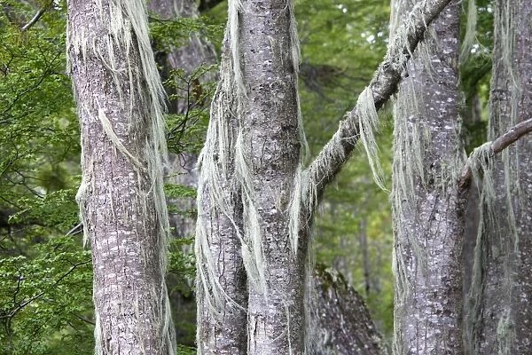 Lichen - on trees. Tierra del Fuego National Park - Argentina