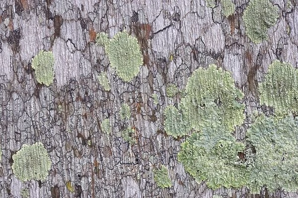 Lichens, Everglades National Park, florida, USA PL000009