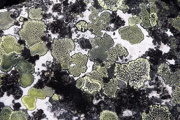 lichens on rocks. Varanger - Norway