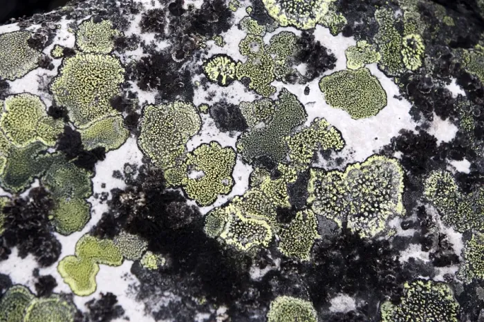 Framed Print : lichens on rocks. Varanger - Norway Framed Print : lichens on rocks. Varanger - Norway