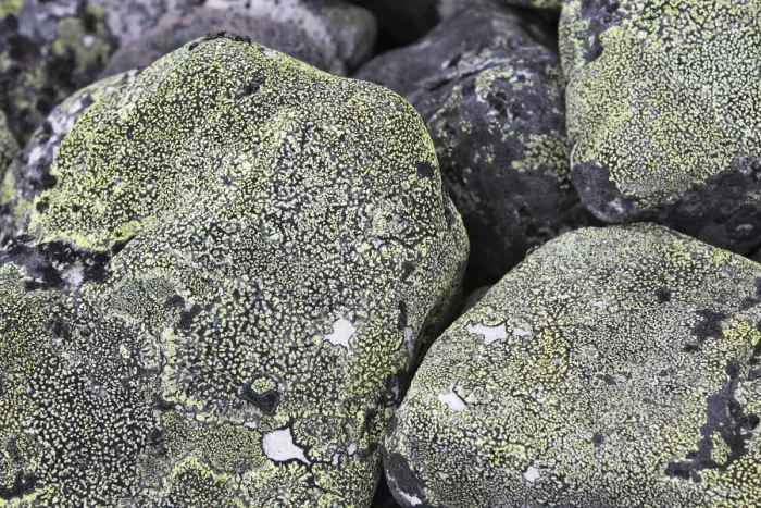 Framed Print : lichens on rocks. Varanger - Norway Framed Print : lichens on rocks. Varanger - Norway