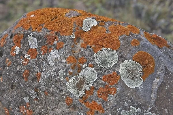 Lichens. Tableland of Sanetti - Bale Mountains - Ethiopia. 4000 m- 4300 m