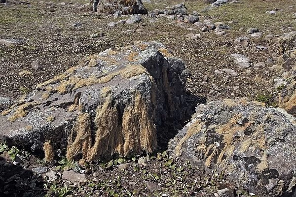 Lichens - Tableland of Sanetti. Bale Mountains - Ethiopia - Africa. 4000 m- 4300 m