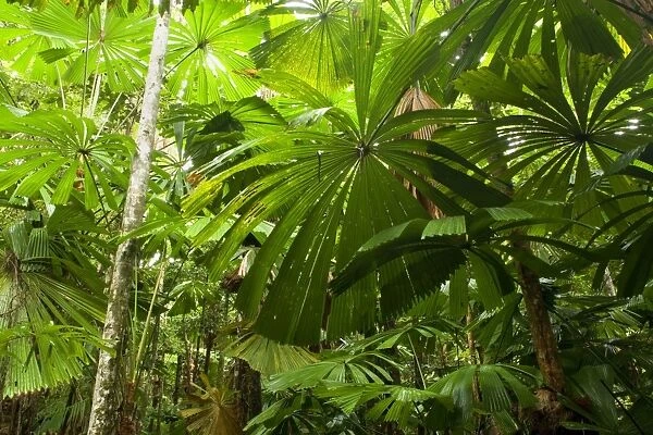 Licuala Fan Palm - dense stand of Licuala Fan Palms in lush tropical rainforest. The beautiful shaped leaves of this palm catch the eye at once. This is a very important tree for the Southern Cassowary