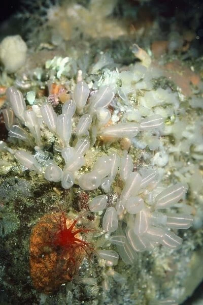 Light Bulb Tunicate - small sea squirt Pacific