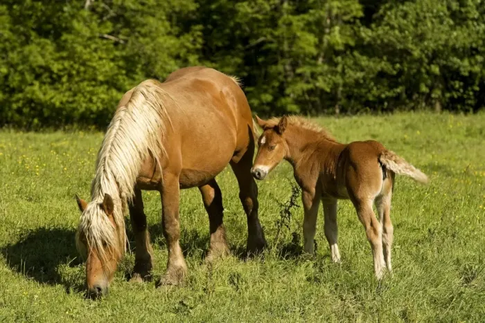 Framed Print : Light draught horse - with foal Framed Print : Light draught horse - with foal