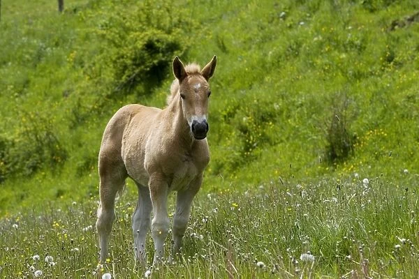 Light draught horse - foal