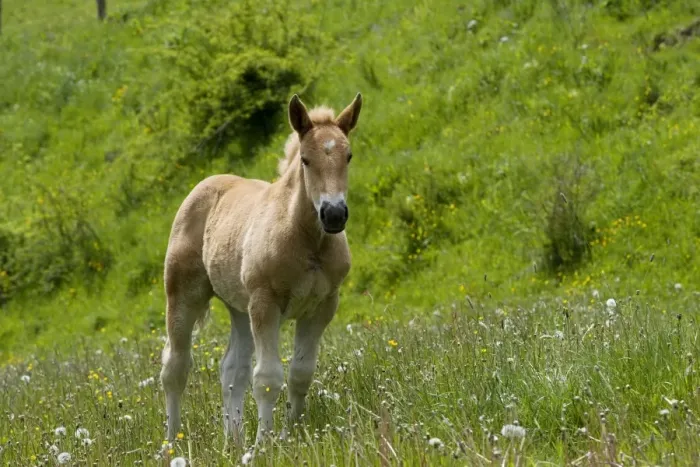 Framed Print : Light draught horse - foal Framed Print : Light draught horse - foal