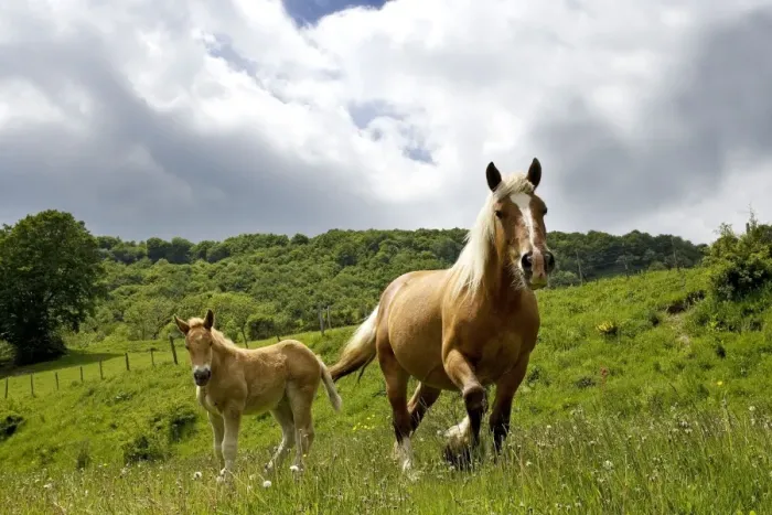 Framed Print : Light draught horse - with foal Framed Print : Light draught horse - with foal