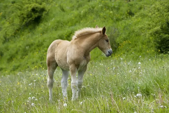 Framed Print : Light draught horse - foal Framed Print : Light draught horse - foal