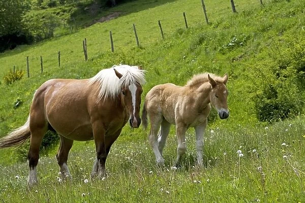 Light draught horse - with foal