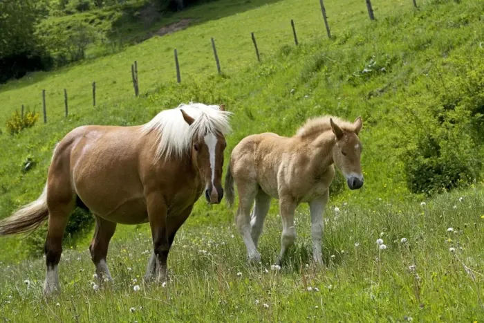 Framed Print : Light draught horse - with foal Framed Print : Light draught horse - with foal