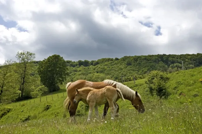 Framed Print : Light draught horse - with foal Framed Print : Light draught horse - with foal