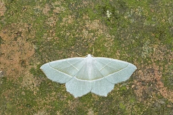 Light Emerald Moth Campaea margaritata Essex, UK IN000416