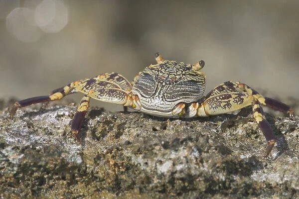 Light-footed Rock Crab - This species usually inhabits the exposed rocky ocean side of Home Island, Cocos (Keeling) Islands, Indian Ocean where it eats algae. Also known as Thin-shelled Rock Crab