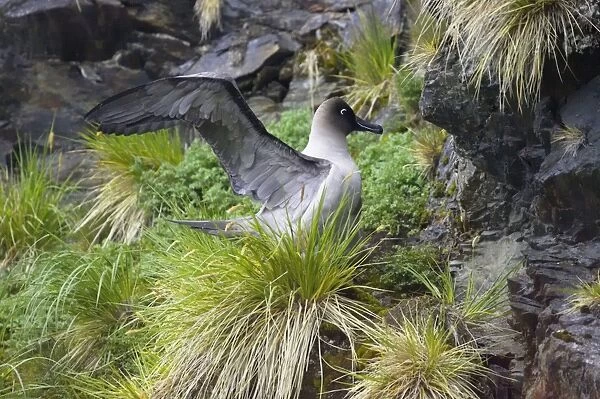 Light Mantled Sooty Albatross - Stretching on nest Phoebetria palpebrata Gold Harbour South Georgia BI007134