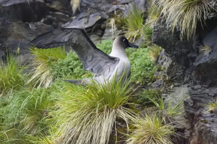 Framed Print : Light Mantled Sooty Albatross - Stretching on nest Phoebetria palpebrata Gold Harbour South Georgia BI007134 Framed Print : Light Mantled Sooty Albatross - Stretching on nest Phoebetria palpebrata Gold Harbour South Georgia BI007134