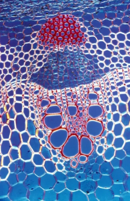Framed Print : Light Micrograph (LM): A transverse section shows Vascular Bundle in Helianthus stem; Magnification x600 (on 10. 5 cm width print) Framed Print : Light Micrograph (LM): A transverse section shows Vascular Bundle in Helianthus stem; Magnification x600 (on 10. 5 cm width print)