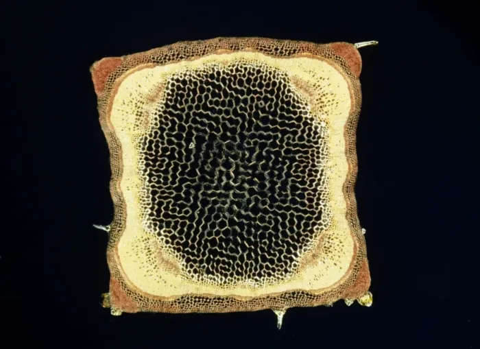 Framed Print : Light Micrograph (LM): A transverse section of a stem of a Hedge Woundwort plant (Stachys sylvatica); Magnification x60 (on 10. 5 cm width print) Framed Print : Light Micrograph (LM): A transverse section of a stem of a Hedge Woundwort plant (Stachys sylvatica); Magnification x60 (on 10. 5 cm width print)