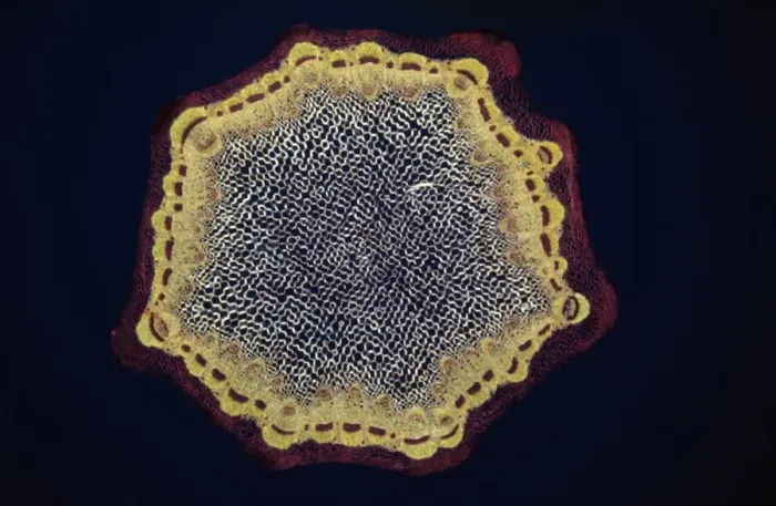 Framed Print : Light Micrograph (LM): A transverse section of a Dandelion stem (Taraxacum officinale); Magnification x24 (on 10. 5 cm width print) Framed Print : Light Micrograph (LM): A transverse section of a Dandelion stem (Taraxacum officinale); Magnification x24 (on 10. 5 cm width print)