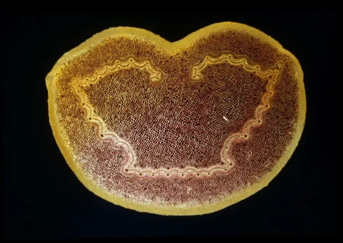 Framed Print : Light Micrograph (LM): A transverse section of a stem of a Tree Fern (Dicksonia antractica); Magnification x9 (on 10. 5 cm width print) Framed Print : Light Micrograph (LM): A transverse section of a stem of a Tree Fern (Dicksonia antractica); Magnification x9 (on 10. 5 cm width print)