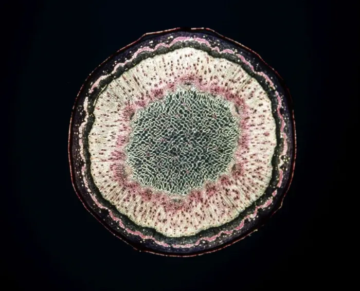 Framed Print : Light Micrograph (LM): Transverse section of a stem of Sycamore (Acer pseudoplatanus); Magnification x12 (on 10. 5 cm width print) Framed Print : Light Micrograph (LM): Transverse section of a stem of Sycamore (Acer pseudoplatanus); Magnification x12 (on 10. 5 cm width print)