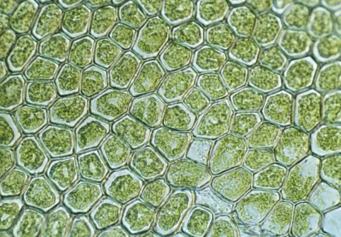 Framed Print : Light Micrograph (LM): The cellular struture of a liverwort plant (Hepatica); Magnification x1200 (on 10. 5 cm width print) Framed Print : Light Micrograph (LM): The cellular struture of a liverwort plant (Hepatica); Magnification x1200 (on 10. 5 cm width print)