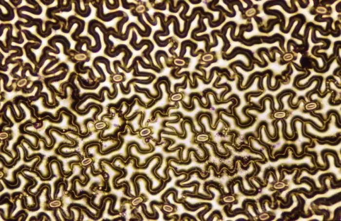 Framed Print : Light Micrograph (LM): A concentration of cells on the epidermis of a plant showing stomata Framed Print : Light Micrograph (LM): A concentration of cells on the epidermis of a plant showing stomata
