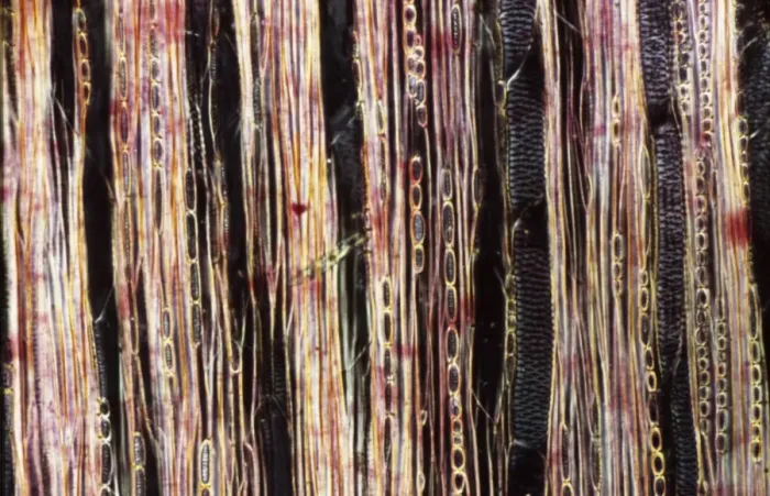 Framed Print : Light Micrograph (LM): A longitudinal section f a Ribes sp. stem; Magnification x600 (on 10. 5 cm width print)