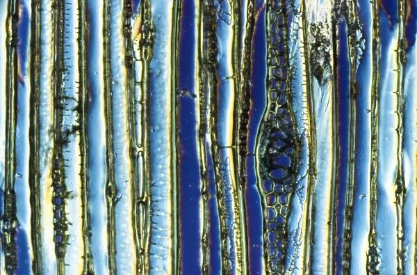 Light Micrograph (LM): Longitudinal section of Scots pine wood, (Pinus sylvestris); Magnification x600 (on 10. 5 cm width print)